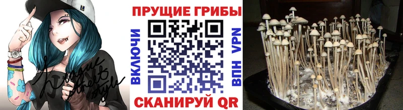 наркошоп Монино Галлюциногенные грибы Cubensis